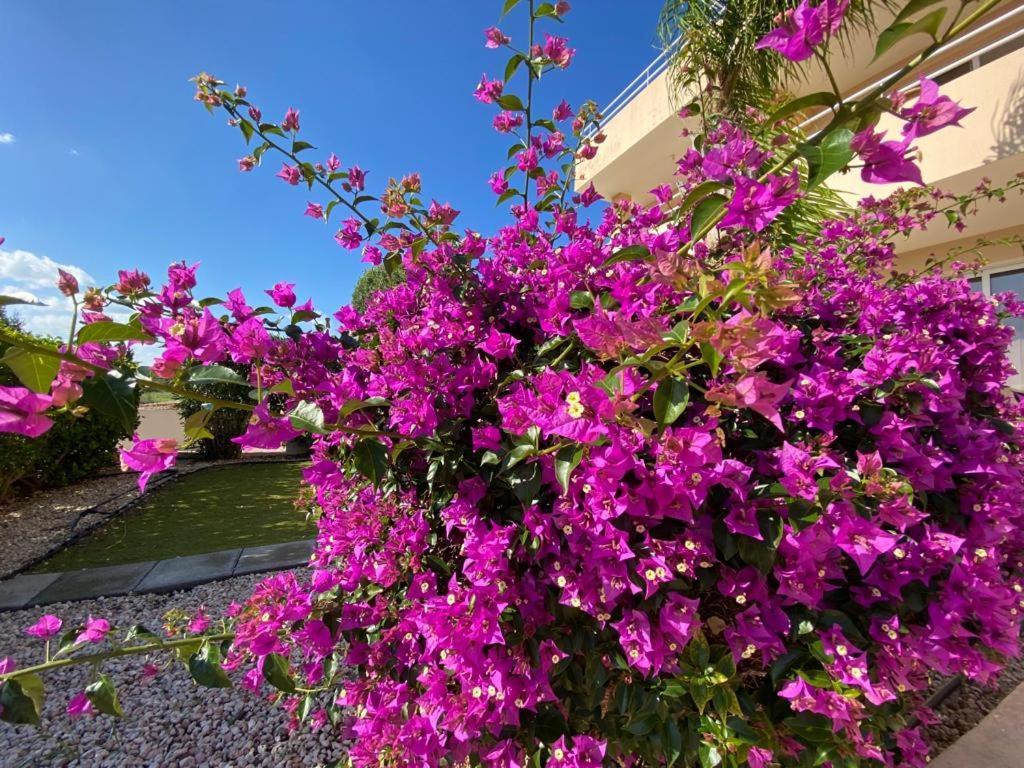 Nissi 3 View Holiday 2 Bedroom Apartment Agia Napa Buitenkant foto